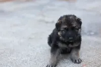 Blue  collar, a female German Shepherd Dog for sale in Chatsworth, GA – 3 of 9