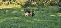 Future litter  October 20th.  AKC, a  German Shepherd Dog for sale in Chatsworth, GA – 2 of 8