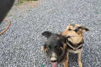 Purple collar (long hair), a male German Shepherd Dog for sale in Chatsworth, GA – Photo 6 of 6