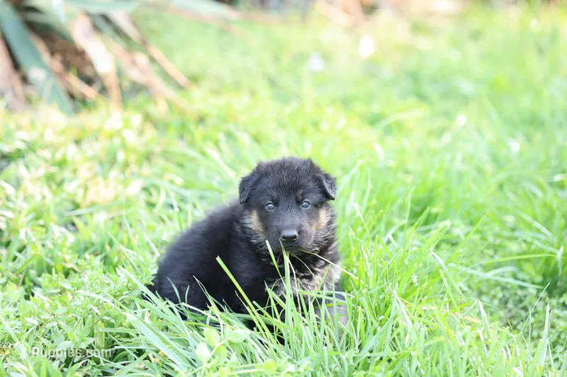 Purple collar (long hair) – German Shepherd Dog puppy for sale in Chatsworth, GA