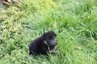 Purple collar (long hair), a male German Shepherd Dog for sale in Chatsworth, GA – Photo 5 of 6