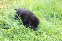 Purple collar (long hair), a male German Shepherd Dog for sale in Chatsworth, GA – Photo 3 of 6