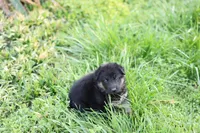 Purple collar (long hair), a male German Shepherd Dog for sale in Chatsworth, GA – Photo 4 of 6