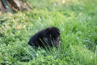 Purple collar (long hair), a male German Shepherd Dog for sale in Chatsworth, GA – Photo 2 of 6