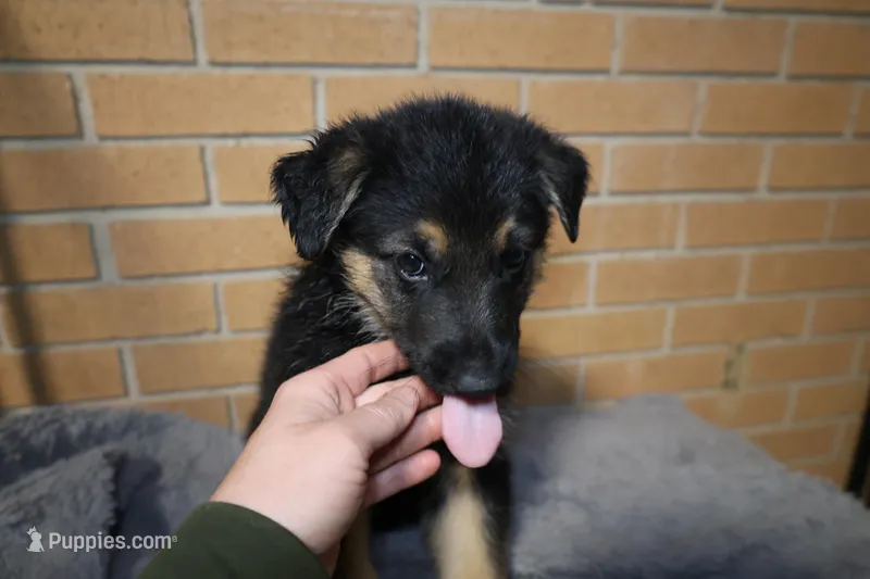 Purple collar  – German Shepherd Dog puppy for sale in Chatsworth, GA