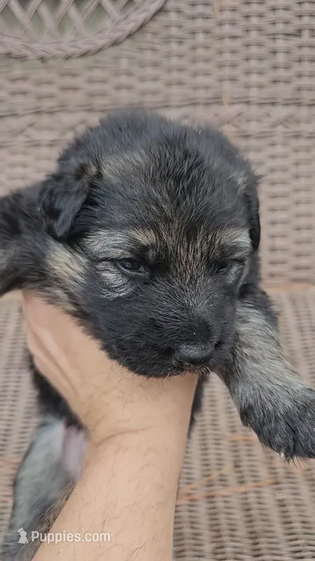 Green collar – German Shepherd Dog puppy for sale in Chatsworth, GA