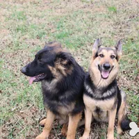 Yellow (mid/long hair), a female German Shepherd Dog for sale in Chatsworth, GA – Photo 10 of 10
