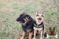 Yellow (mid/long hair), a female German Shepherd Dog for sale in Chatsworth, GA – Photo 10 of 10