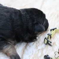 Yellow (mid/long hair), a female German Shepherd Dog for sale in Chatsworth, GA – Photo 6 of 10