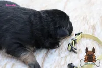 Yellow (mid/long hair), a female German Shepherd Dog for sale in Chatsworth, GA – Photo 6 of 10