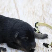 Yellow (mid/long hair), a female German Shepherd Dog for sale in Chatsworth, GA – Photo 7 of 10