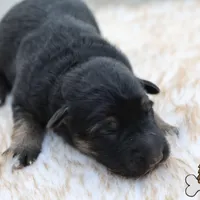 Yellow (mid/long hair), a female German Shepherd Dog for sale in Chatsworth, GA – Photo 2 of 10