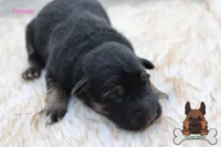 Yellow (mid/long hair), a female German Shepherd Dog for sale in Chatsworth, GA – Photo 2 of 10