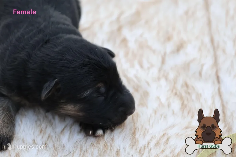 Yellow (mid/long hair)
