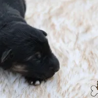 Yellow (mid/long hair), a female German Shepherd Dog for sale in Chatsworth, GA – Photo 1 of 10