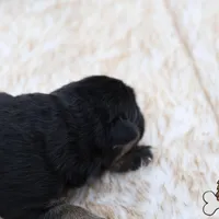 Yellow (mid/long hair), a female German Shepherd Dog for sale in Chatsworth, GA – Photo 3 of 10