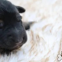 Yellow (mid/long hair), a female German Shepherd Dog for sale in Chatsworth, GA – Photo 4 of 10