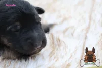 Yellow (mid/long hair), a female German Shepherd Dog for sale in Chatsworth, GA – Photo 4 of 10