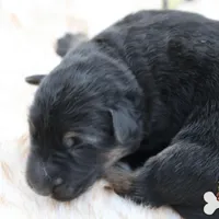 Yellow (mid/long hair), a female German Shepherd Dog for sale in Chatsworth, GA – Photo 8 of 10