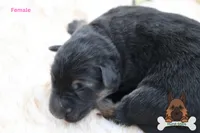 Yellow (mid/long hair), a female German Shepherd Dog for sale in Chatsworth, GA – Photo 8 of 10
