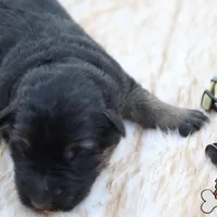 Yellow (mid/long hair), a female German Shepherd Dog for sale in Chatsworth, GA – Photo 5 of 10