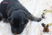 Yellow (mid/long hair), a female German Shepherd Dog for sale in Chatsworth, GA – Photo 5 of 10