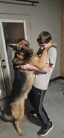 September litter, a  German Shepherd Dog for sale in Chatsworth, GA – 2 of 5