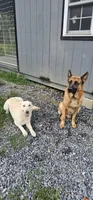 Orange collar, a female German Shepherd Dog for sale in Chatsworth, GA – 8 of 9