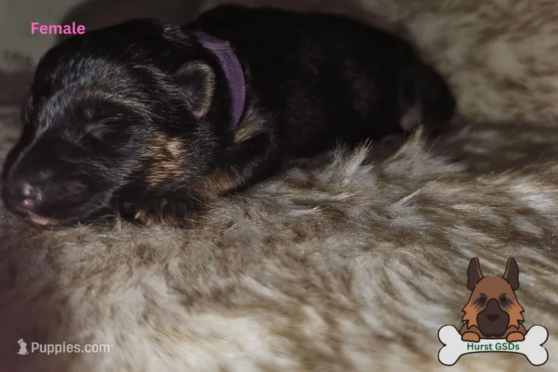 Purple collar (long hair)
