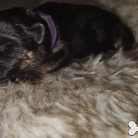 Purple collar (long hair), a female German Shepherd Dog for sale in Chatsworth, GA – Photo 1 of 4