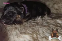 Purple collar (long hair), a female German Shepherd Dog for sale in Chatsworth, GA – Photo 1 of 4