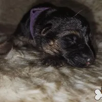 Purple collar (long hair), a female German Shepherd Dog for sale in Chatsworth, GA – Photo 2 of 4