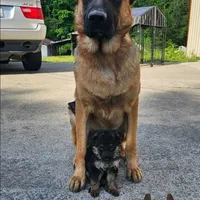 Purple collar (long hair), a female German Shepherd Dog for sale in Chatsworth, GA – Photo 3 of 4