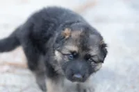 Blue  collar, a female German Shepherd Dog for sale in Chatsworth, GA – 6 of 9