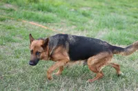 Orange, a female German Shepherd Dog for sale in Chatsworth, GA – Photo 9 of 9