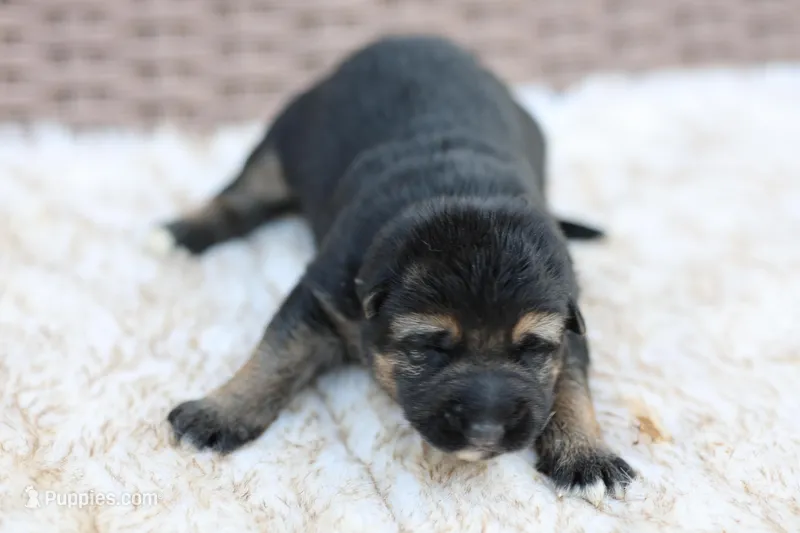 Orange – German Shepherd Dog puppy for sale in Chatsworth, GA