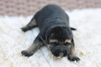 Orange, a female German Shepherd Dog for sale in Chatsworth, GA – Photo 1 of 9