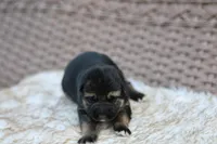 Orange, a female German Shepherd Dog for sale in Chatsworth, GA – Photo 3 of 9