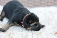 Orange, a female German Shepherd Dog for sale in Chatsworth, GA – Photo 2 of 9