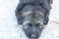 Long haired Green collar, a female German Shepherd Dog for sale in Chatsworth, GA – 6 of 10