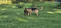 Future litter  October 20th.  AKC, a  German Shepherd Dog for sale in Chatsworth, GA – 5 of 8