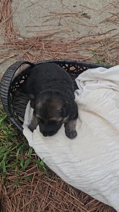Blue  collar, a female German Shepherd Dog for sale in Chatsworth, GA – 2 of 9
