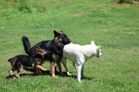 August  litter, a  German Shepherd Dog for sale in Chatsworth, GA – 5 of 6