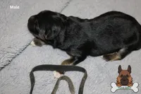 Black (mid/long hair), a male German Shepherd Dog for sale in Chatsworth, GA – Photo 7 of 10