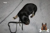 Black (mid/long hair), a male German Shepherd Dog for sale in Chatsworth, GA – Photo 5 of 10