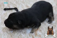 Black (mid/long hair), a male German Shepherd Dog for sale in Chatsworth, GA – Photo 3 of 10