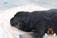 Black (mid/long hair), a male German Shepherd Dog for sale in Chatsworth, GA – Photo 2 of 10