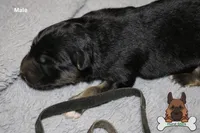 Black (mid/long hair), a male German Shepherd Dog for sale in Chatsworth, GA – Photo 8 of 10