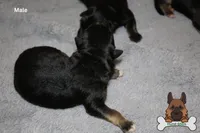 Black (mid/long hair), a male German Shepherd Dog for sale in Chatsworth, GA – Photo 6 of 10