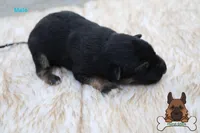 Black (mid/long hair), a male German Shepherd Dog for sale in Chatsworth, GA – Photo 4 of 10